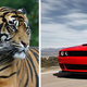 Image for article titled Ten Animals That Sound Just Like Cars